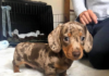 Dachshunds: How Fast Can These Little Dogs Run?